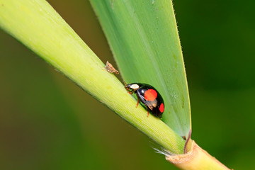 Ladybug