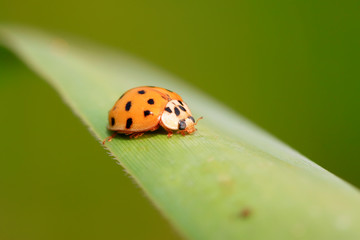 Non-blue ladybug