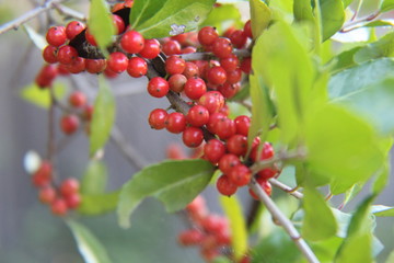 Berry Tree