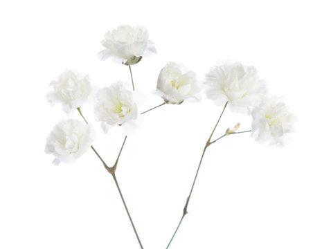  Small flowers of Gypsophila  isolated on white background. Selective focus