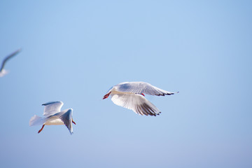 seagull in flight