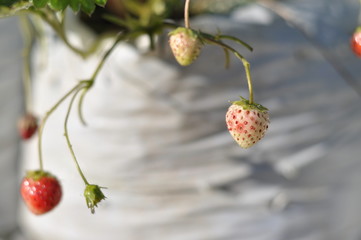 strawberry on a branch