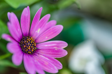 Obraz premium gerbera fucsia