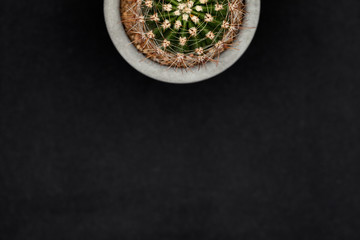 Spiny spherical cactus in a concrete pot on black background. Top view, stylish Echinocactus grusonii with white needles, thorns. For magazine cover, poster, or advertisement. Free space for text