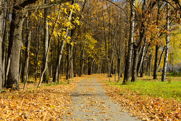 Obraz premium landscape autumn Park, path in fallen yellow leaves, sunlight