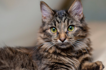 portrait of Siberian cat, close-up, green eyes.