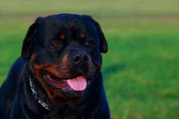 Fototapeta premium Dog breed Rottweiler