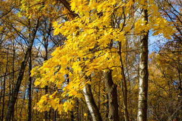 maple tree with bright yellow leaves against the autumn landscape