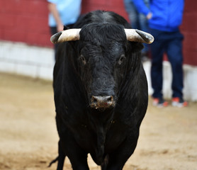 toro negro en españa