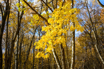 maple tree with bright yellow leaves amid the autumn forest