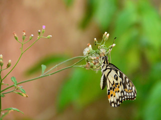 The Closeup Beautiful Butterfly