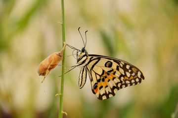 The Closeup Beautiful Butterfly