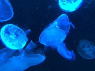 jellyfish in water