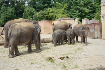 Fototapeta na wymiar Elefant2
