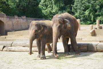 Fototapeta na wymiar Elefant5