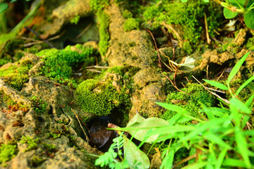 The Small plant in The backyard