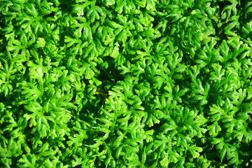 Top View of Green Background