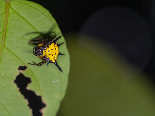 Yellow with balck dot , Spiny backed orb weaver(Gasteracantha cancriformis)