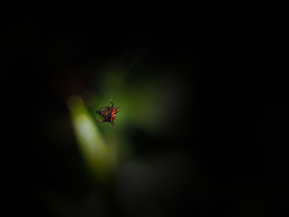 under body Yellow with balck dot , Spiny backed orb weaver(Gasteracantha cancriformis)