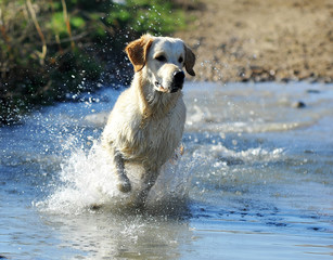 perro labrador