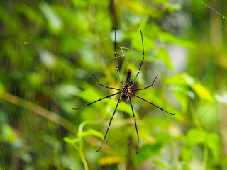 Yellow with Spider Nephilidae on web with blur green blackground show fully under body balck dot , Spiny backed orb weaver(Gasteracantha cancriformis)