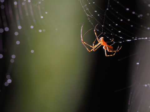 Half transparent spider on web blackground with bokeh