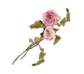 Pair of dry faded rose flowers