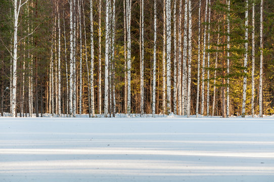 Straight birch trees in a row and conifers in the forest behind, snow covered meadow in the foreground where shadows form equally straight lines.