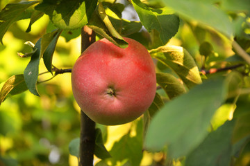 apple, tree, fruit, red, food, branch, green, ripe, apples, garden, leaf, nature, agriculture, fresh, autumn, leaves, healthy, orchard, summer, harvest, organic, juicy, fall, delicious, sweet