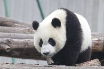 Obraz premium Close up Little Panda Cub , Wolong Panda Base, China