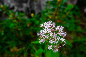 Wild flower bush near the Federa lake, Cortina D'Ampezzo, South Tyrol, Dolomites, Italy.