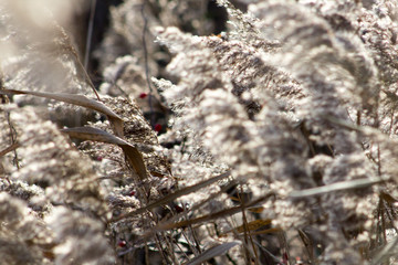 Reeds in the the wind