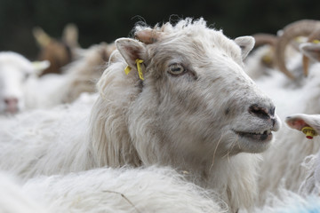 Leithammel einer Herde