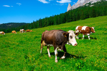 Fototapeta na wymiar A couple of cow walking alongside in the farm, Misurina, Cortina D'Ampezzo, South Tyrol, Dolomites, Italy.