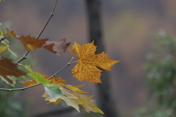 maple leaves in autumn