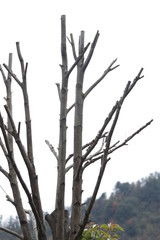 Tree without leaves, Winter Time