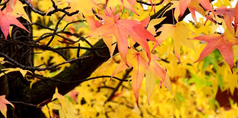 Kanadischer Amberbaum im Herbst