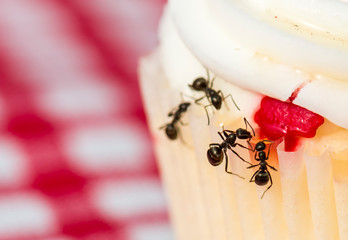 Closeup macro view of ants on a cupcake. Shallow depth of field. Focus on largest ant. 