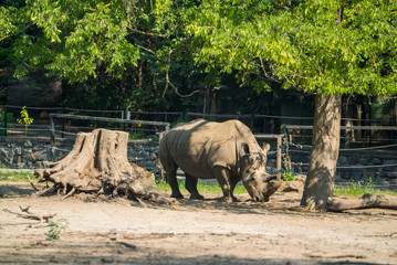 Obraz premium nosorożec pod drzewem w zoo