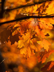Orange leaves of oak tree with silhouettes