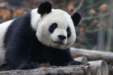 Fototapeta premium Close up Sleeping Giant Panda Face 