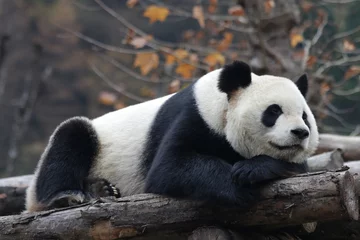 Gardinen Close up Sleeping Giant Panda Face  © foreverhappy