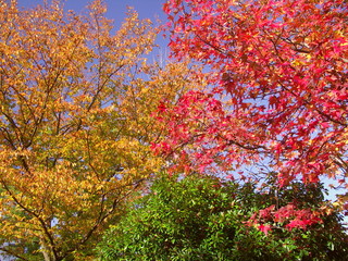 紅葉のモミジバフウと黄葉の欅