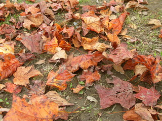 ユリノキの枯葉