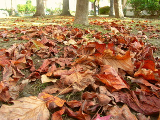 百合の木の枯葉散る公園風景