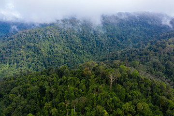 Fototapeta premium Aerial view of cloud hanging over dense, mountainous tropical jungle