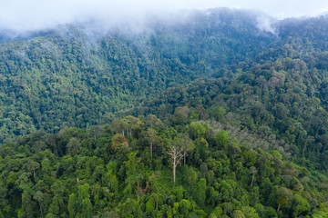 Aerial view of cloud hanging over dense, mountainous tropical jungle