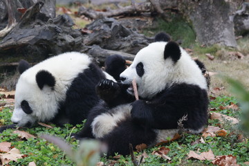 Little Panda Gangs Eating Bamboo Shoot on the Green Yard, China