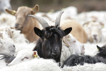 Landschaftspflege mit Schaf und Ziege