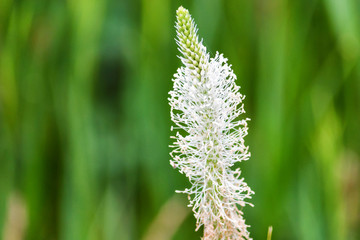Close up white flower of Plantago in blossom